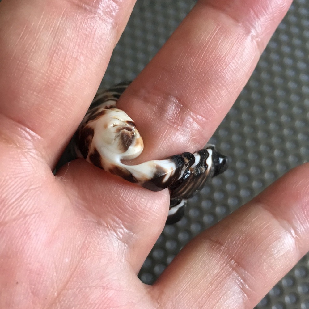 Natural Shell Ring - image 5